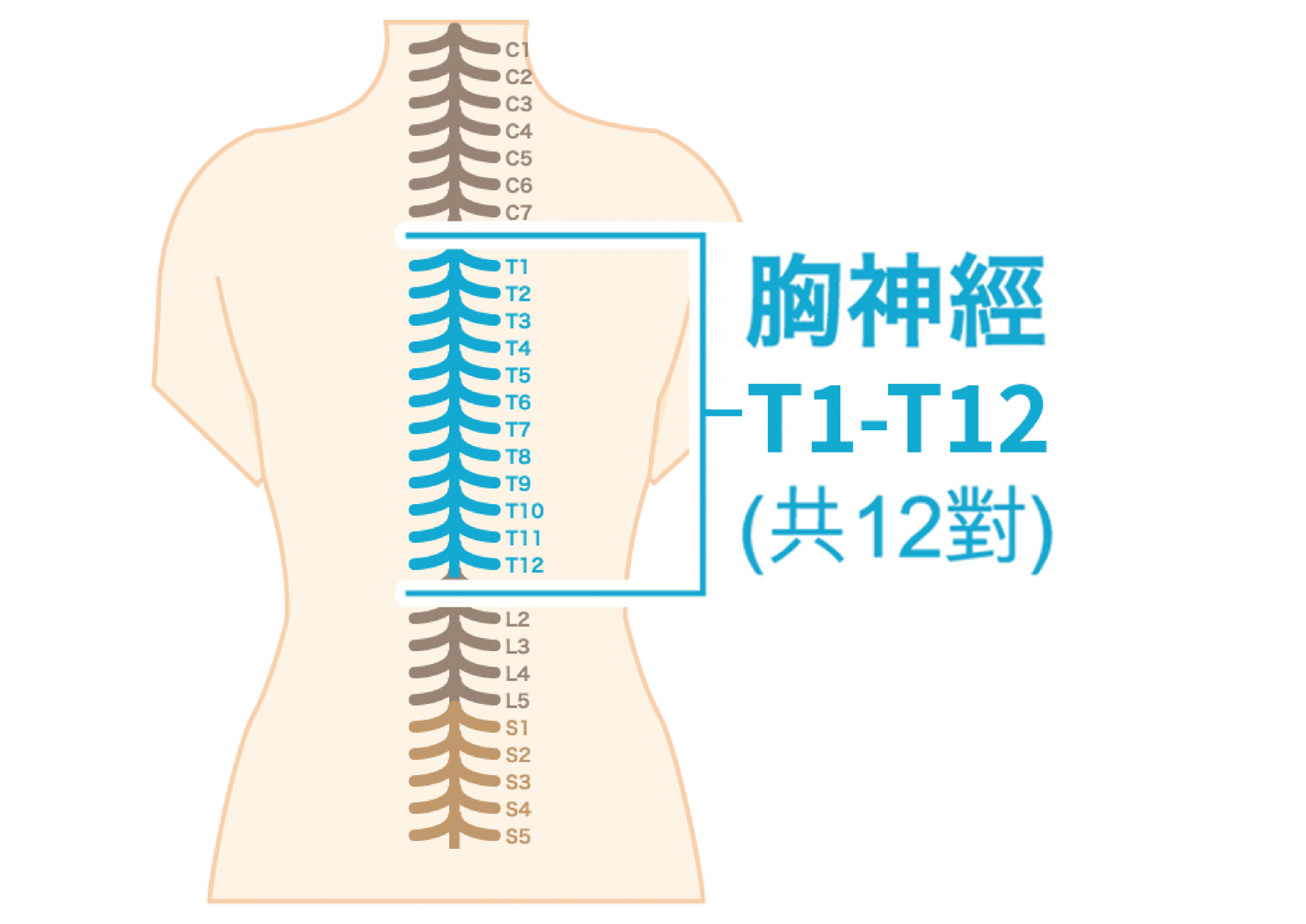 胸神經T1-T12與脊椎標記示意圖