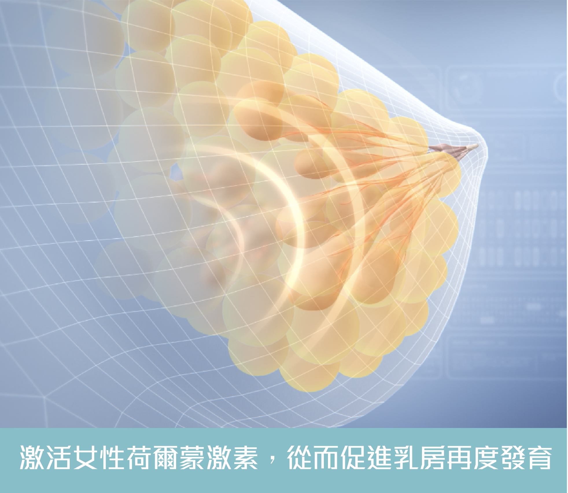 女性荷爾蒙激素與乳房發育示意圖