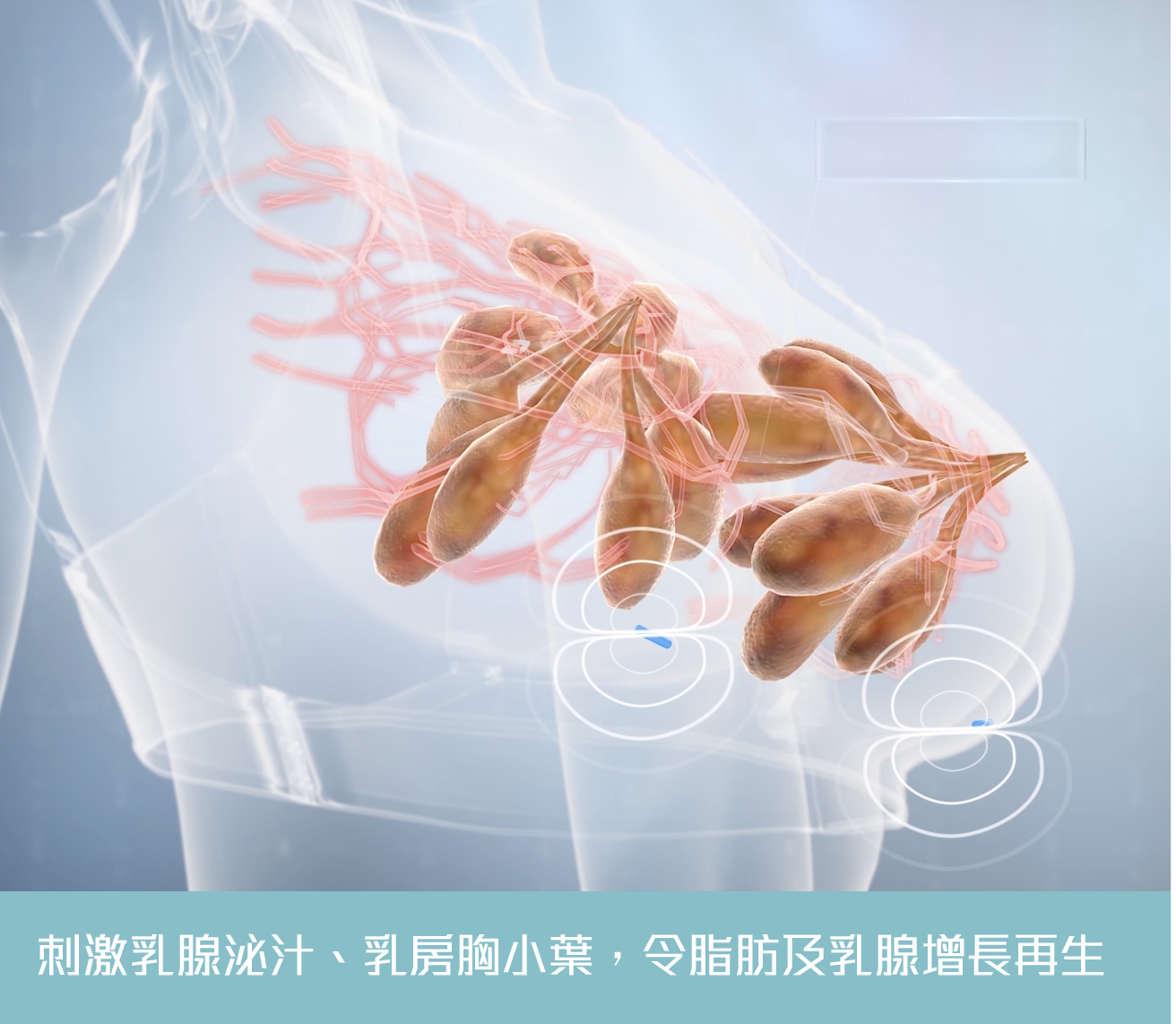 乳腺泌汁與胸小葉示意圖